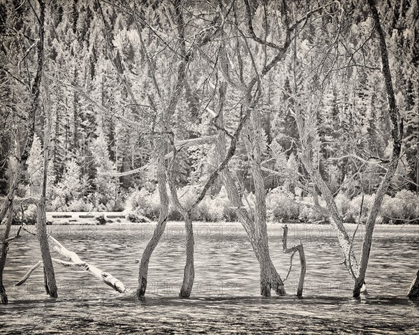 Tree Branches in Lake,,