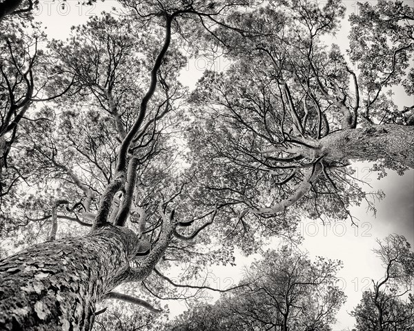 Low Angle View of Twisting Trees,,