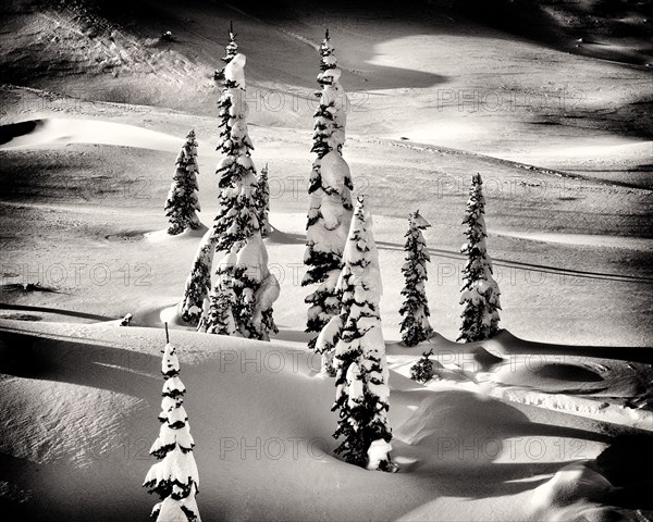 Snow Covered Evergreen Trees on Mountain Slope,,