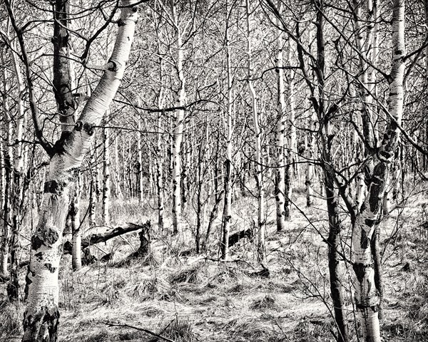 Aspen Trees, Cranbrook,