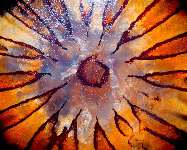 Jellyfish, Close-Up,
