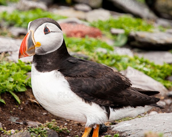 Puffin, Close-Up,