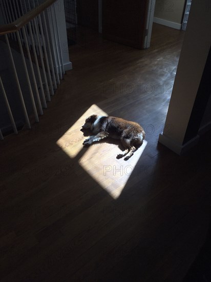 High Angle View of Dog sleeping on Sunlit Floor,,