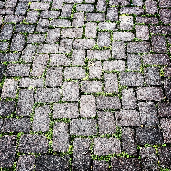 Stone Path with Small Green Plants,,