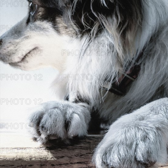 Toy Australian Shepherd Portrait,,