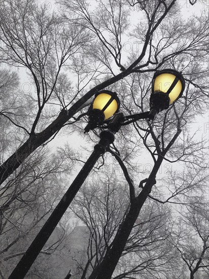 Low Angle View of Illuminated Lamppost and Bare Trees in Winter, New York City,