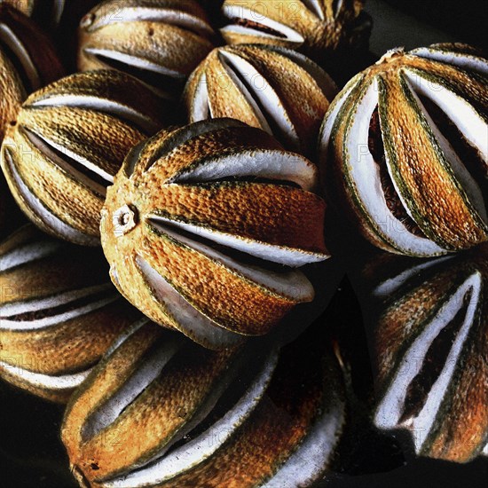 Still Life of Dried Limes in Bowl,,