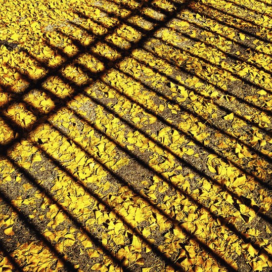 Autumn Leaves and Shadows on Sidewalk, New York City,