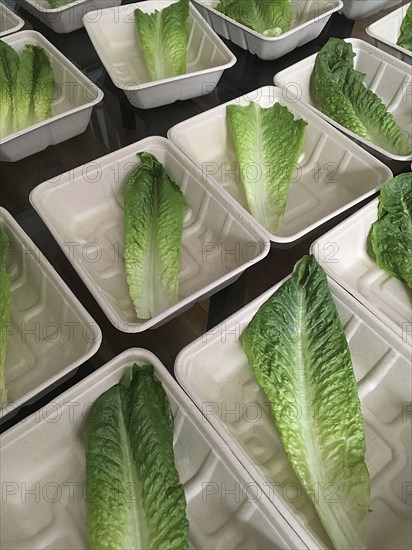 Lettuce Leaves in Paper Trays,,