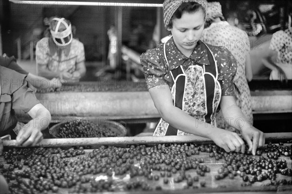 Migrant Workers in Cherry Canning Plant, Berrien County