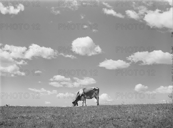 Cow in Pasture, Santi County