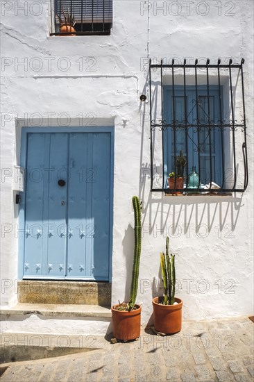 Two cactuses outside front door of Spanish house,