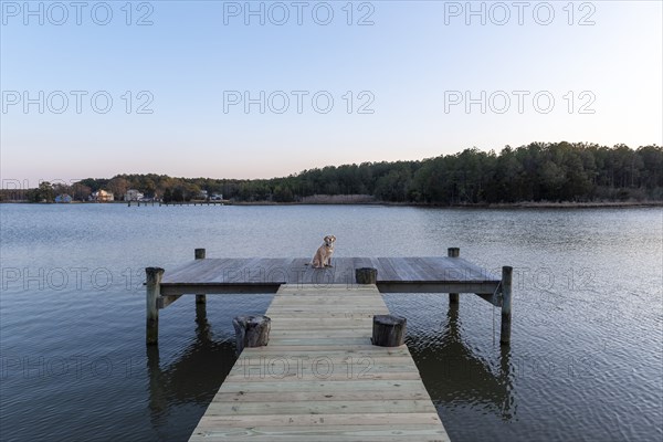 Dog on Dock