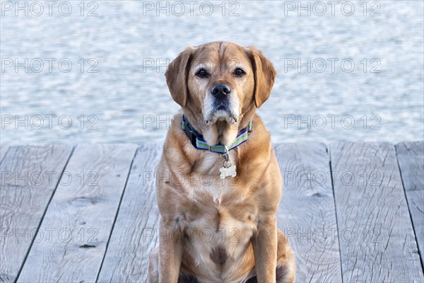 Close-up of Dog on Dock