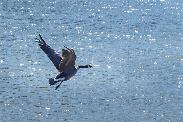 Flying Goose over Water