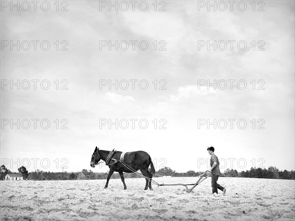 Farmer "Busting Middlin's" or plowing between recently-planted Rows of Tobacco