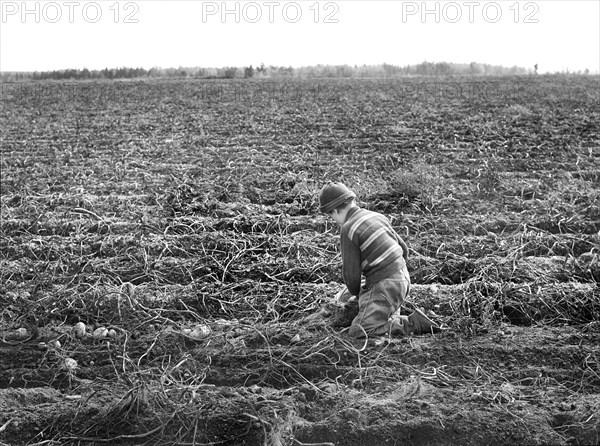 Child picking Potatoes on Large Farm - Schools do not open until Potatoes are harvested