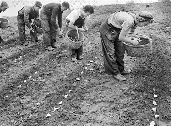 Demonstration of the method of cutting and planting Seed Potatoes as practiced on the Levesque Farm near Van Buren