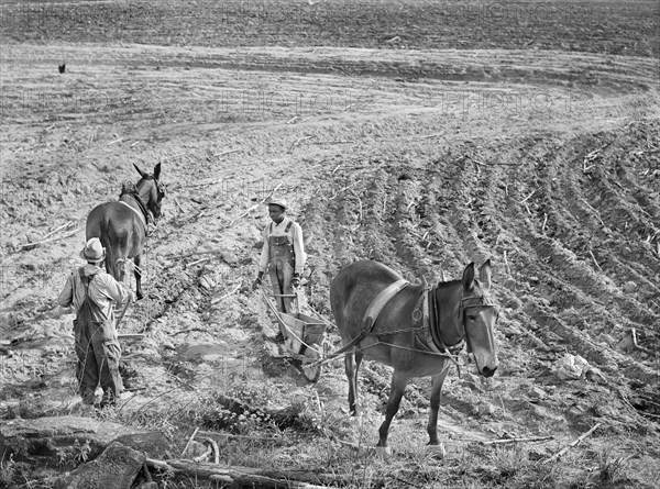 Two Farmers planting Cotton