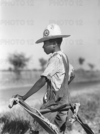 Farmhand waiting while resting Mules during mid-summer Cotton Cultivation