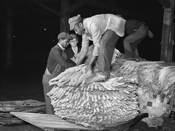 Worker unloading Tobacco in Warehouse before Auction Sale