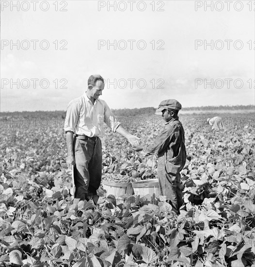 Nine-year-old Boy receiving twenty-cents for Hamper of Beans he picked for Contract Farmer