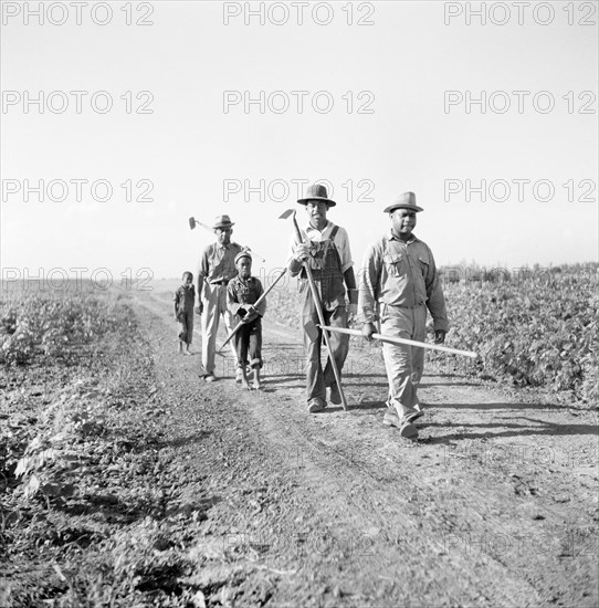 Men and Boys working on King and Anderson Plantation