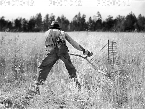 Farmer harvesting Wheat with Cradle