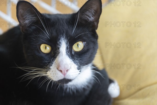 Black and White Cat