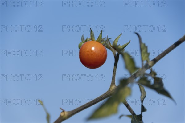 Baby Red Tomato on Vine