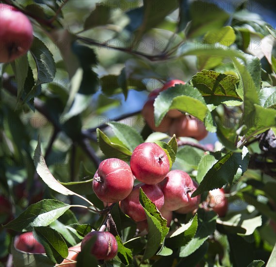 Crabapple Tree