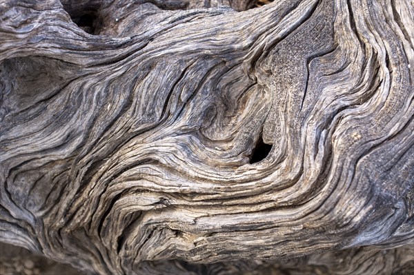 Gnarled Wood detail