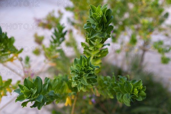 Green leafy Plant