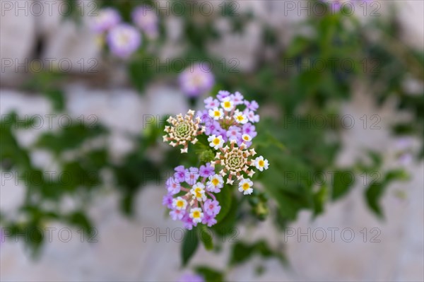 Verbena Flower