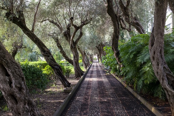 Public Garden Pathway lined with leaning Trees