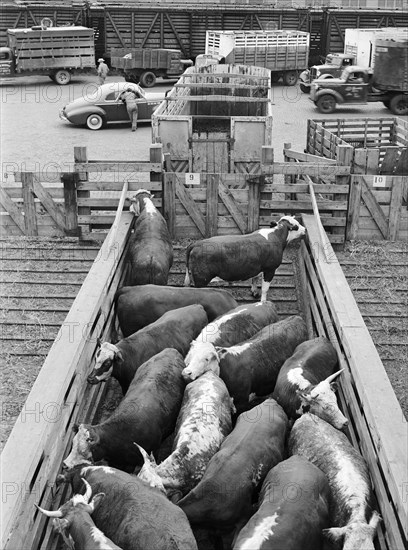 Cattle in holding pen