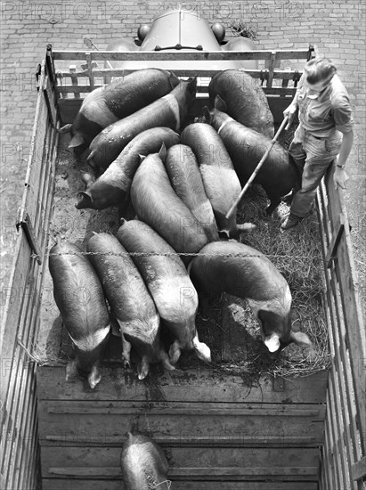 Unloading Pigs from Truck
