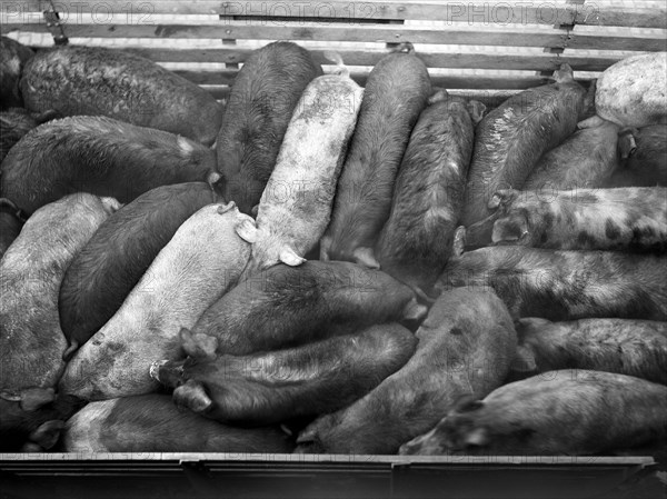 Pigs packed tightly on Truck