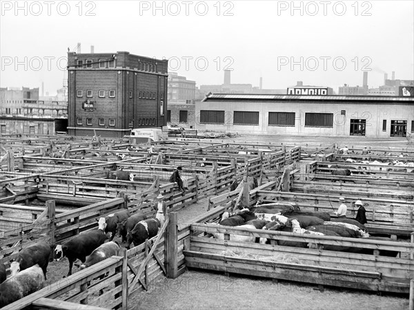 Buyer looking over cattle. Union Stock Yards
