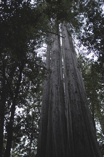 Redwood Trees