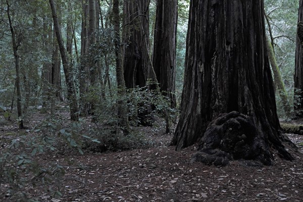 Redwood Forest at Dusk
