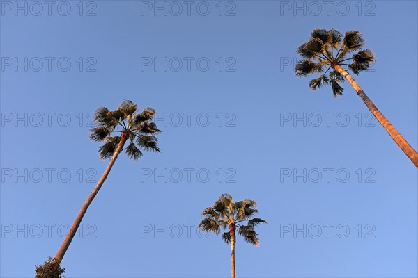 Three Palm Trees