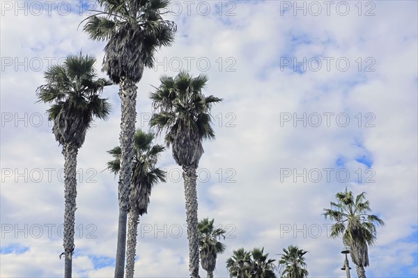 Palms Trees and Cloudy Sky