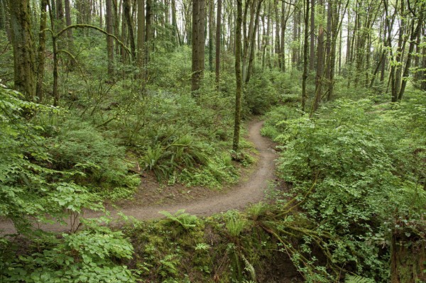 Forest Trail