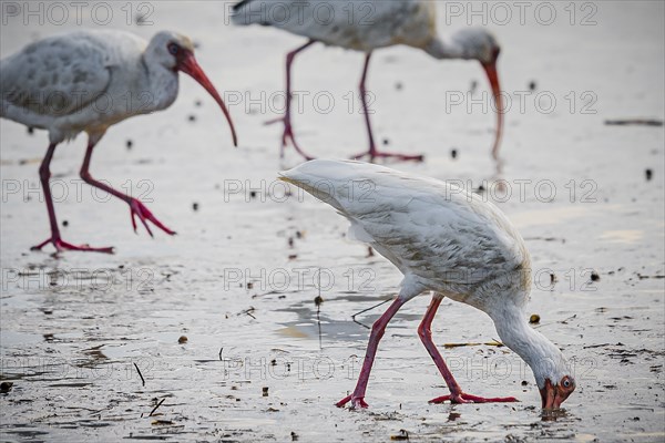 White Ibis Birds eating at seashore