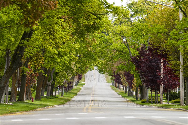 Street with Leafy Canopy