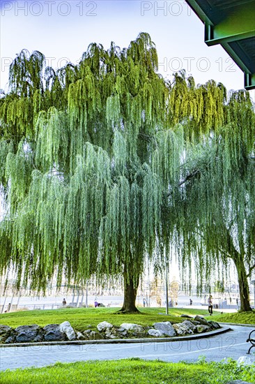 Weeping Willow Tree