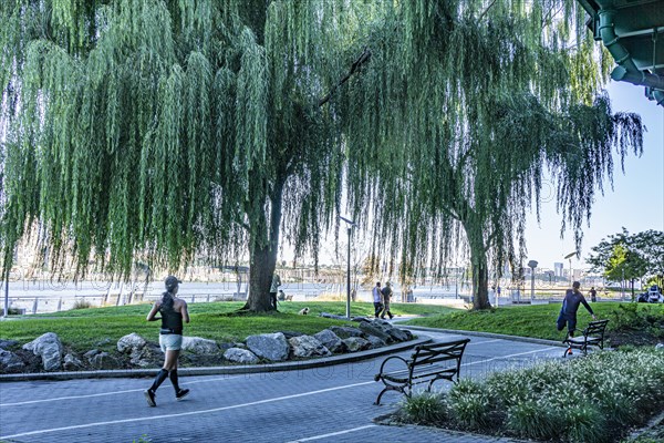 Joggers and Weeping Willow Tree