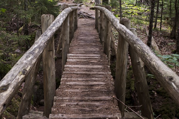 Log Footbridge over Stream in Woods