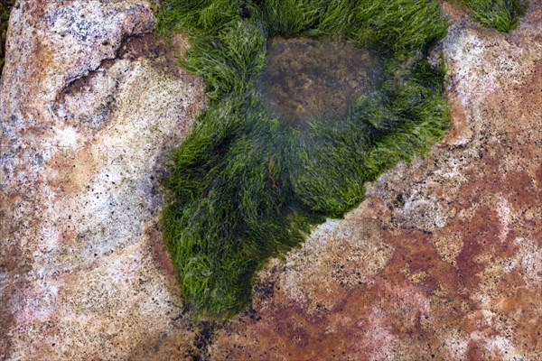 Tide Pool with Green Seaweed